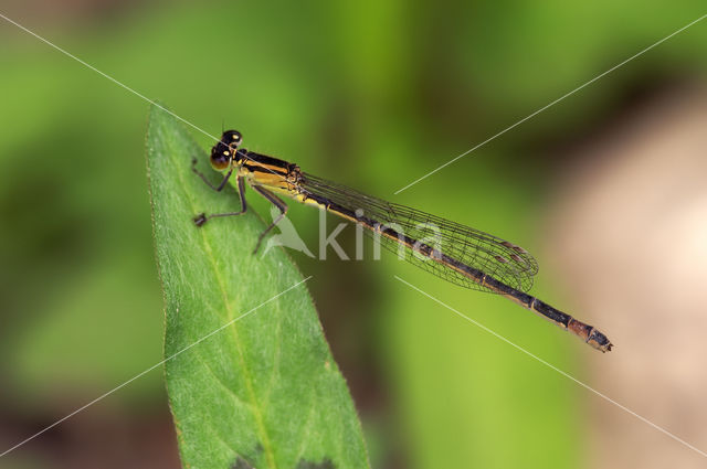 Azure Damselfly (Coenagrion puella)