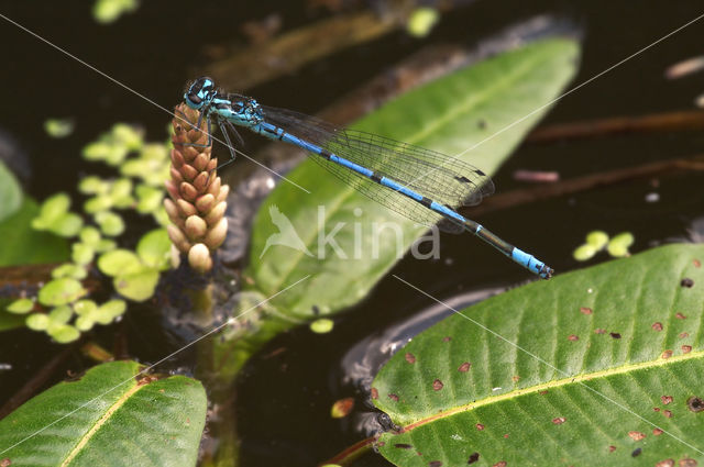 Azure Damselfly (Coenagrion puella)