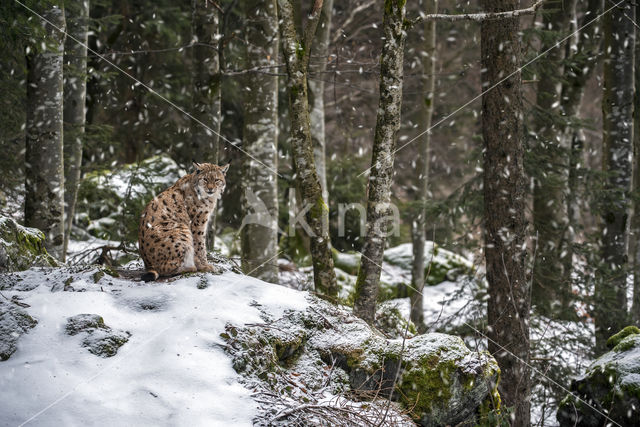 Euraziatische lynx (Lynx lynx)