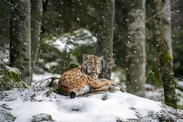 Eurasian Lynx (Lynx lynx)