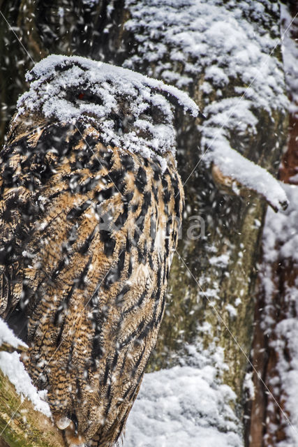 Eurasian Eagle-Owl (Bubo bubo)