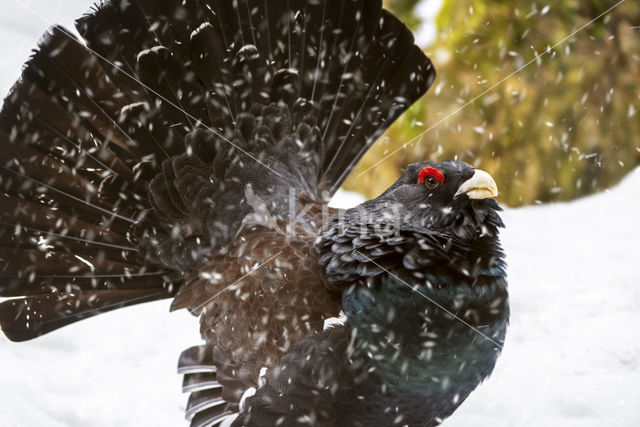 Eurasian Capercaillie (Tetrao urogallus)