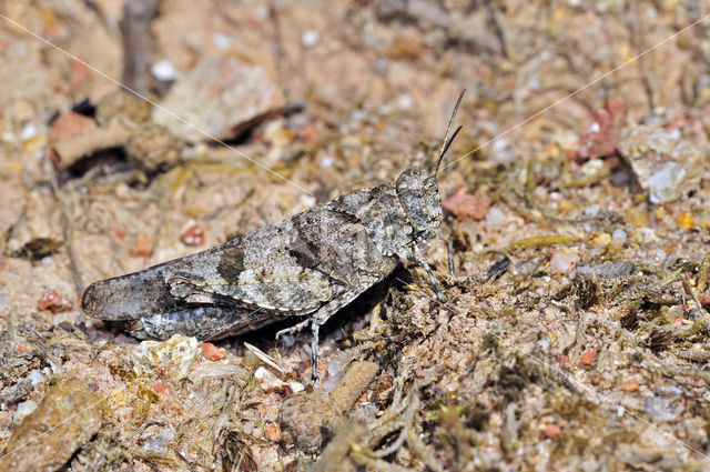 Blauwvleugelsprinkhaan (Oedipoda caerulescens)