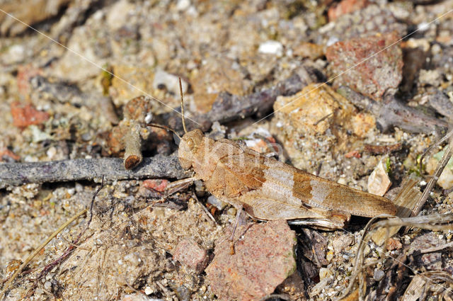 Blauwvleugelsprinkhaan (Oedipoda caerulescens)