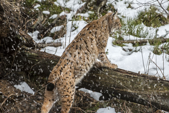 Euraziatische lynx (Lynx lynx)