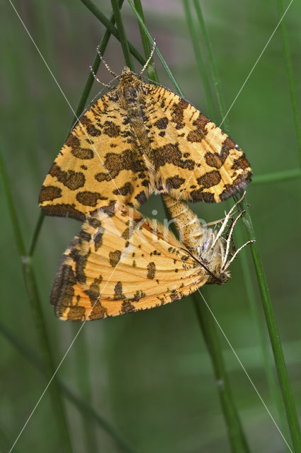 Boterbloempje (Pseudopanthera macularia)