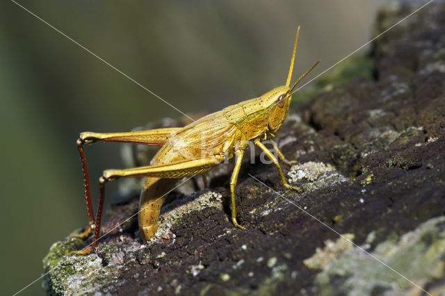 Large Gold Grasshopper (Chrysochraon dispar)