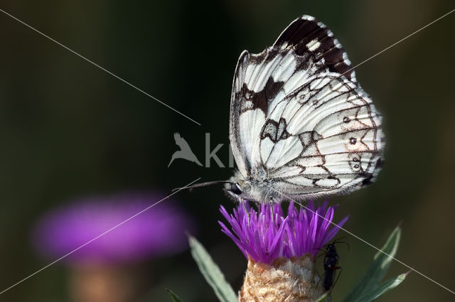 Marbled White (Melanargia galathea)