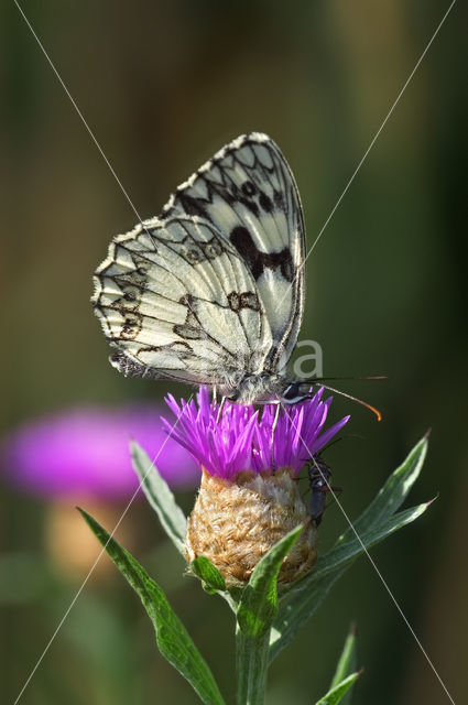 Marbled White (Melanargia galathea)