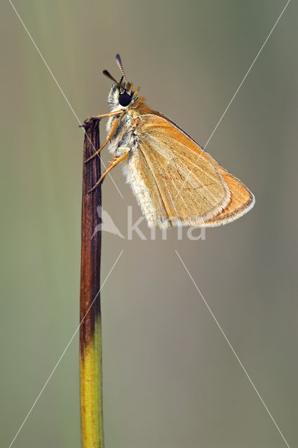 european skipper (Thymelicus lineola)