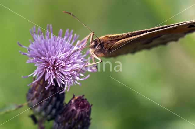 Distelvlinder (Vanessa cardui)