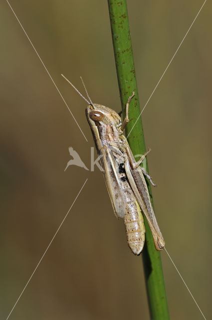 Euchorthippus declivus