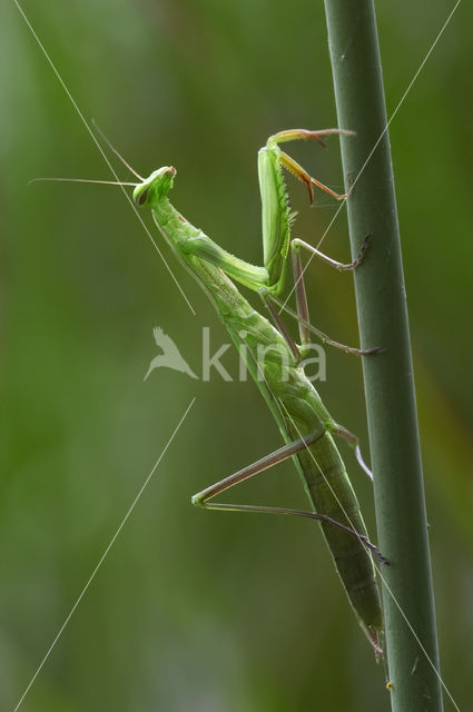 Bidsprinkhaan (Mantis religiosa)