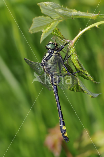 Beekrombout (Gomphus vulgatissimus)