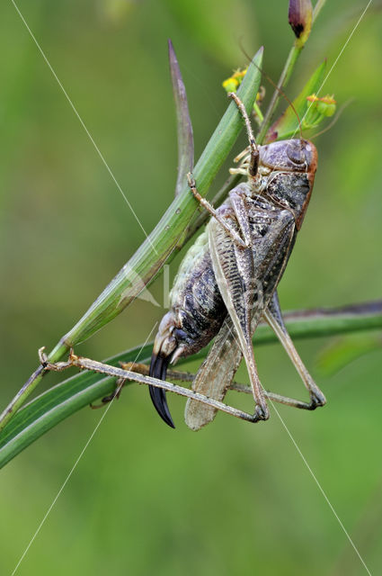 Duinsabelsprinkhaan (Platycleis albopunctata)