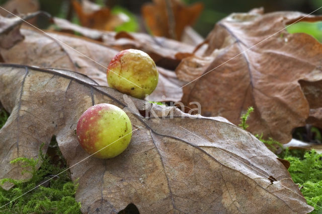 Cherry gall