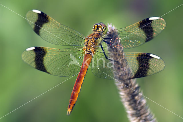 Bandheidelibel (Sympetrum pedemontanum)