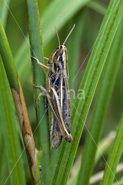 Gele prairiesprinkhaan (Euchorthippus pulvinatus)