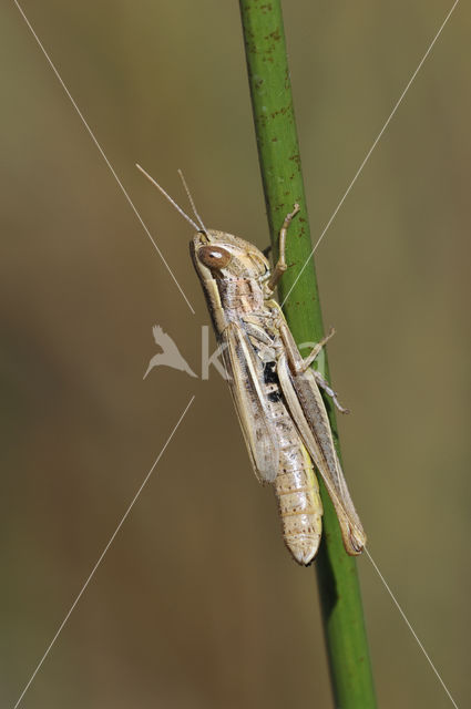 Euchorthippus declivus