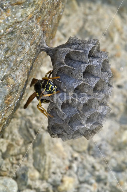 Franse Veldwesp (Polistes dominulus)