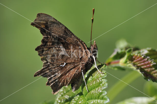 Comma (Polygonia c-album)