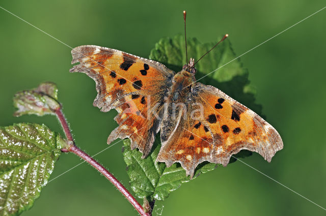 Gehakkelde aurelia (Polygonia c-album)