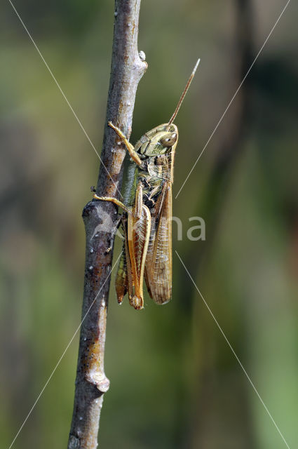 Bow-winged Grasshopper (Chorthippus biguttulus)