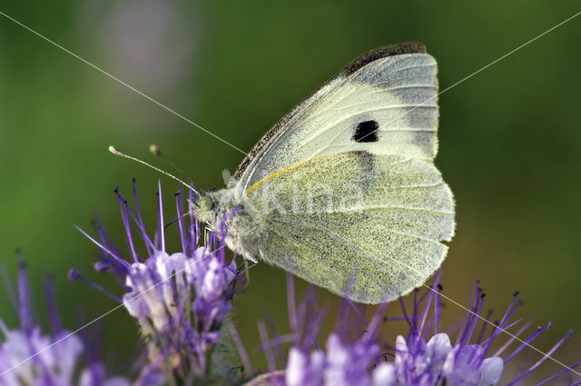 Large White (Pieris brassicae)