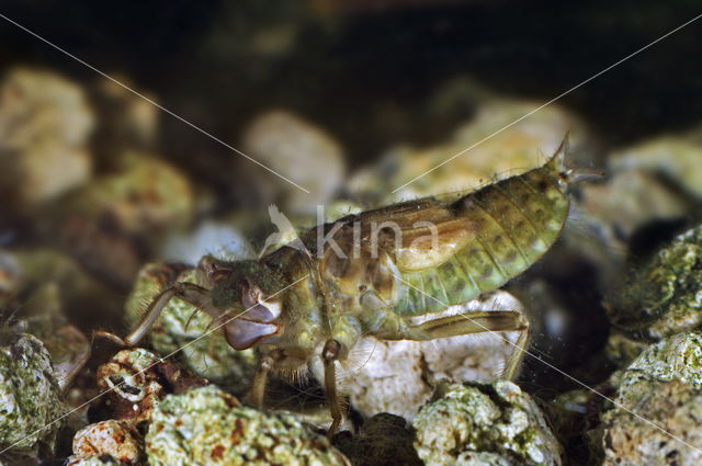 Black-tailed Skimmer (Orthetrum cancellatum)