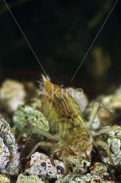 Black-tailed Skimmer (Orthetrum cancellatum)