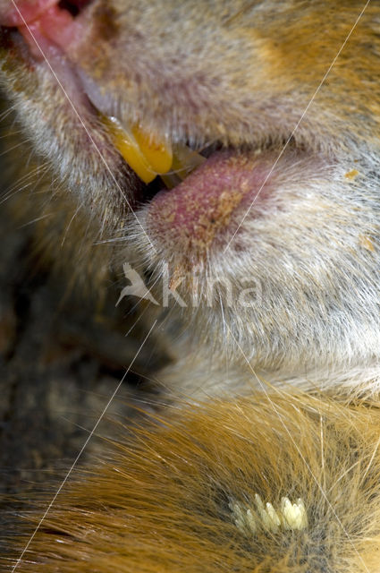 sheep blow fly (Lucilia sericata)