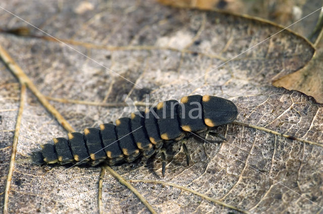 Glimworm (Lampyris noctiluca)