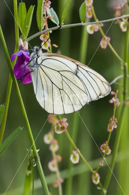 Groot geaderd witje (Aporia crataegi)