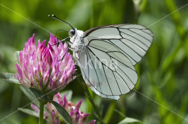 Black-veined White (Aporia crataegi)