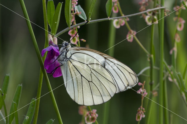 Groot geaderd witje (Aporia crataegi)