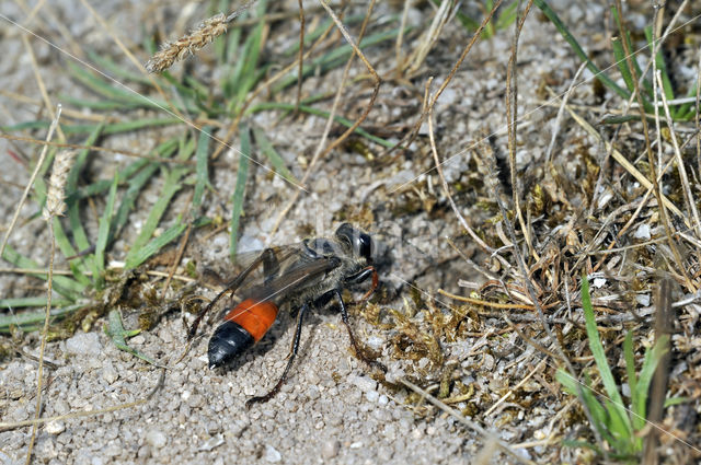 golden digger wasp (Sphex funerarius)