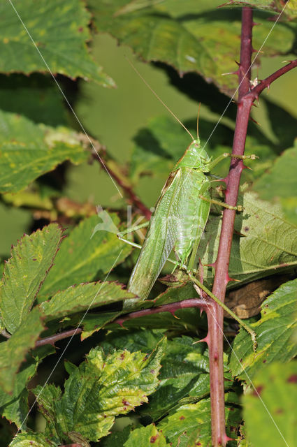 Grote groene sabelsprinkhaan (Tettigonia viridissima)