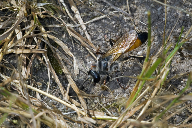 golden digger wasp (Sphex funerarius)