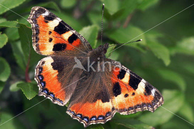 Kleine vos (Aglais urticae)