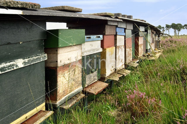 Europese Honingbij (Apis mellifera mellifera)