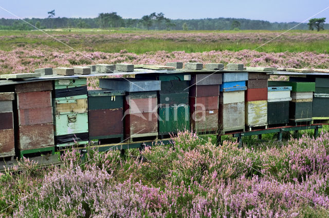 Europese Honingbij (Apis mellifera mellifera)