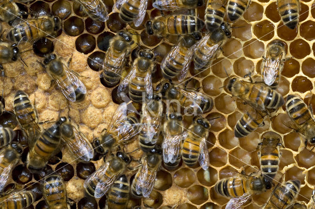 Europese Honingbij (Apis mellifera mellifera)