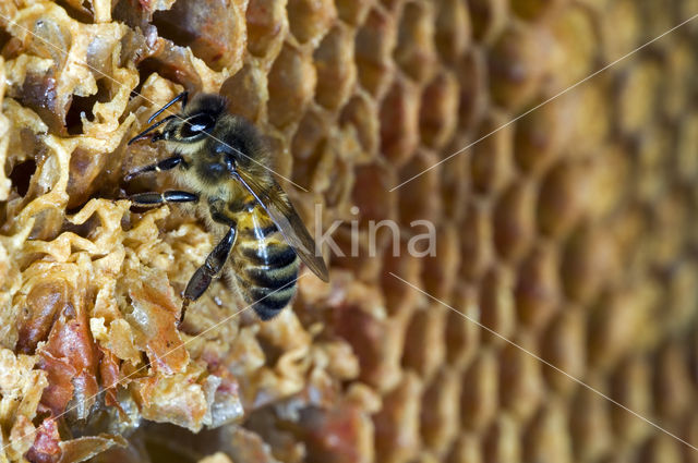 Europese Honingbij (Apis mellifera mellifera)