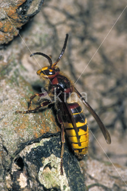 Hoornaar (Vespa crabro)