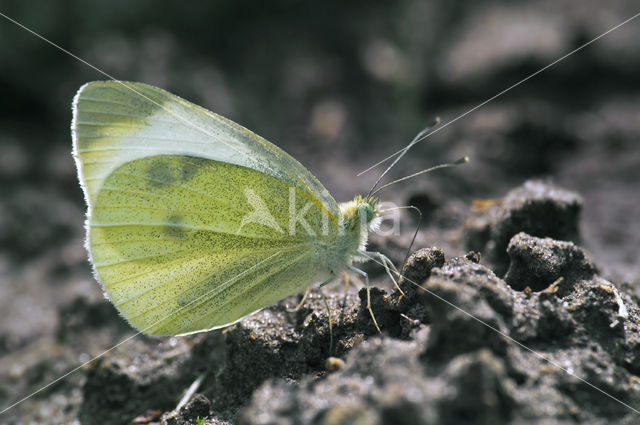 Klein koolwitje (Pieris rapae)