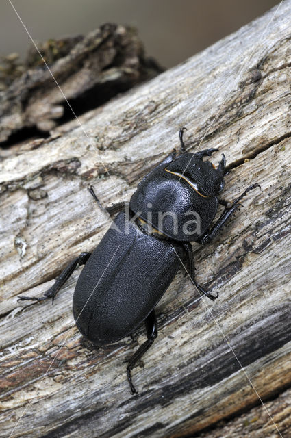 Small Stag Beetle (Dorcus parallelipipedus)