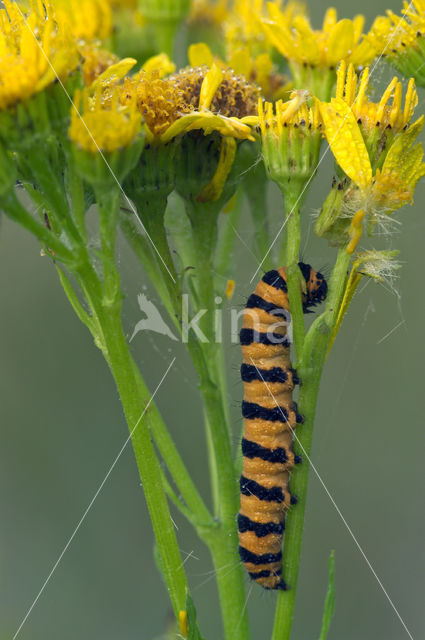 The Cinnabar (Tyria jacobaeae)