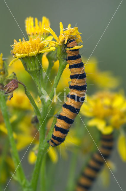 The Cinnabar (Tyria jacobaeae)