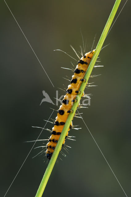 The Cinnabar (Tyria jacobaeae)