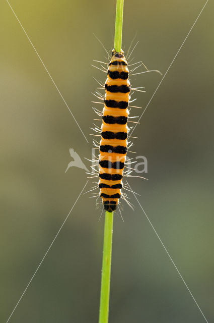 The Cinnabar (Tyria jacobaeae)